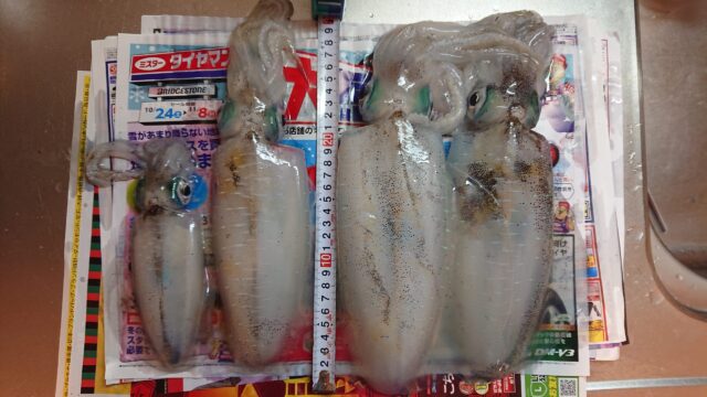 大荒れでも釣れるのか 鳥取県中部の晩秋エギング釣果